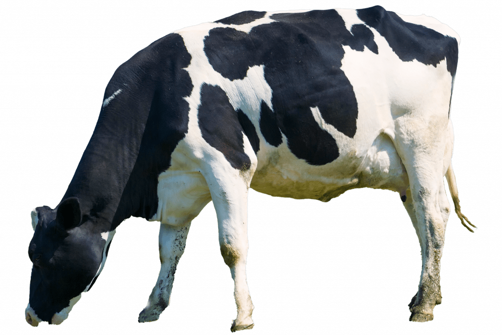 Cow Grazing Trehane Trust 404 Page